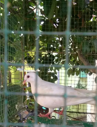 Burung dara putih merpati