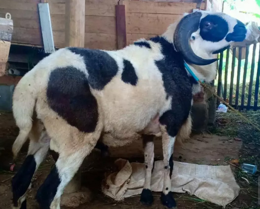 Kambing / Domba qurban / Kurban JABODETABEK Iduladha 1440h