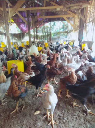 Kesempatan wirausaha peternakan ayam kampung