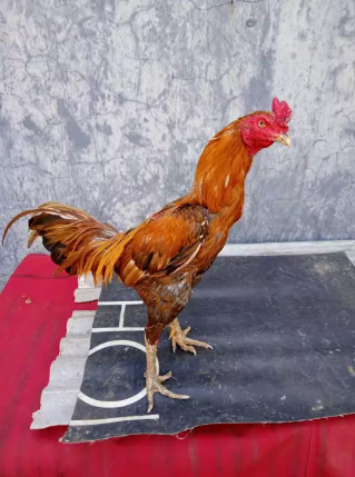 Ayam Bangkok Jalu