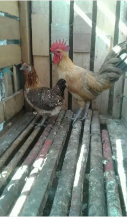 Ayam kampung 1 pasang 250 net