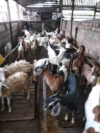 Kambing Aqiqah Dan Qurban Harga Ekonomis
