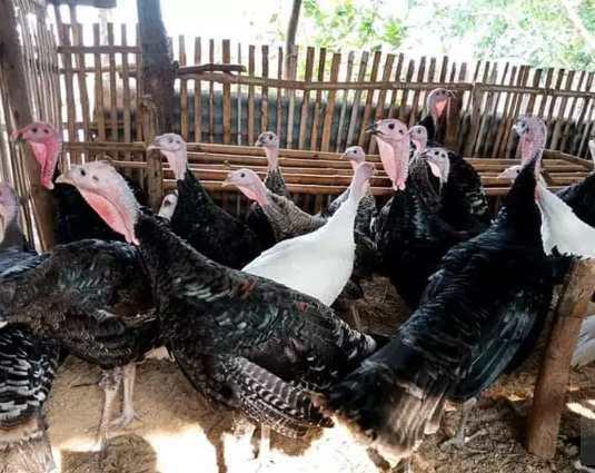 Indukan/ Siapan Ayam Kalkun Bronze GRATIS Ongkos Kirim