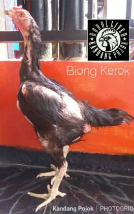 Ayam bangkon biang f1 bervideo