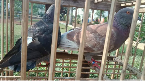 Jual burung merpati jaya bay KW2
