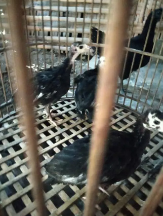 Black spanish 2bulan kalkun