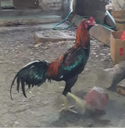 Ayam Bangkok Brewok