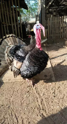 Kalkun jantan istimewa