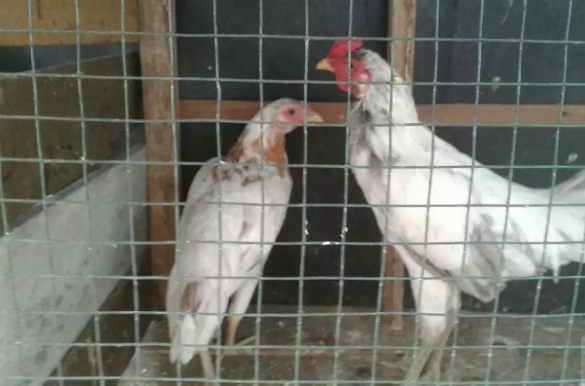Ayam kampung 230 rb
