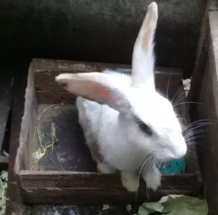 Kelinci betina 18bln