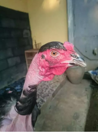 Ayam bangkok biang mangon jalu