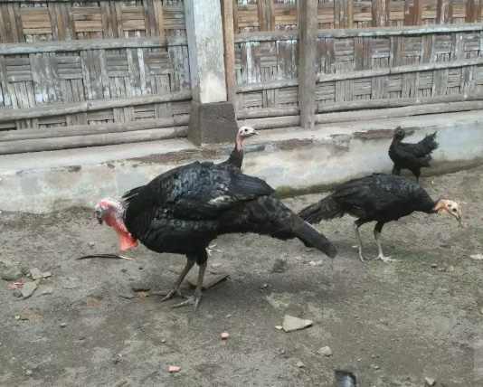 Kalkun black spanish