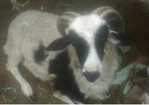 Jual domba dan kambing untuk kurban