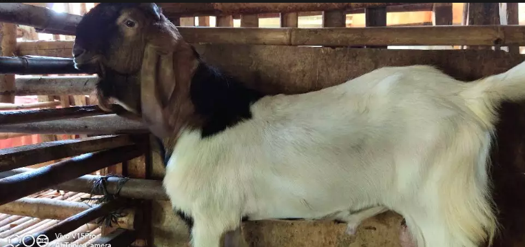 Jual Kambing Aqiqah ciledug Karang tengah