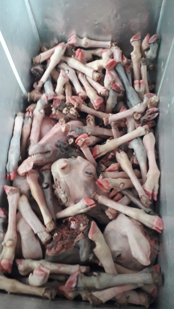 Kepala Kambing dan Domba