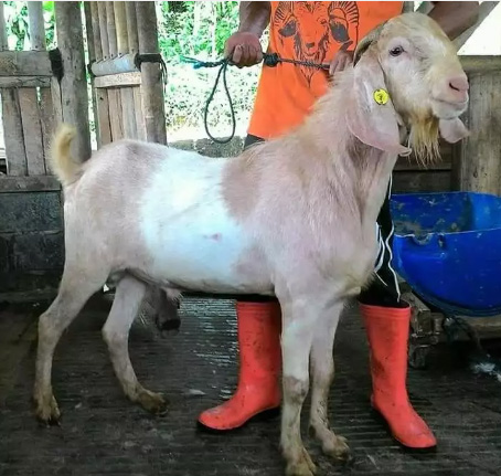 Hewan Qurban Murah Free Domba