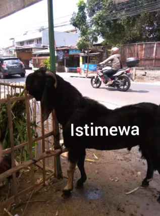 Kambing dan Domba Qurban Idul Adha 1440H/2019M