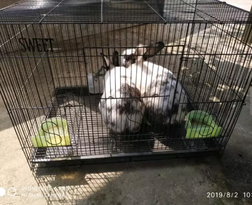 Kelinci betina jantan +kandang murah 300rb saja
