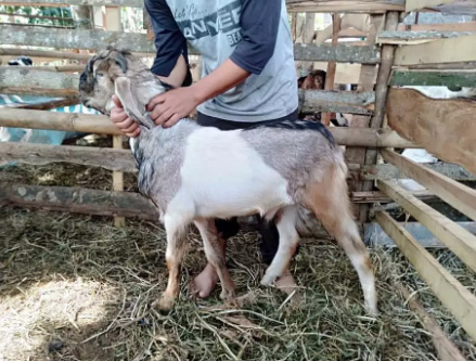 jual-kambing-domba-sapi-buat-aqiqah