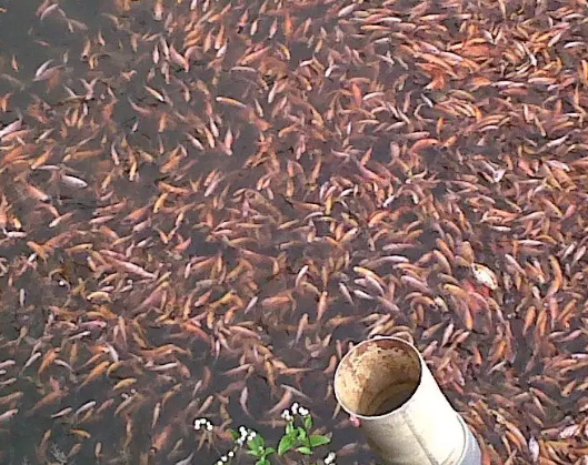 Menjual Bibit Ikan Nila Di Medan