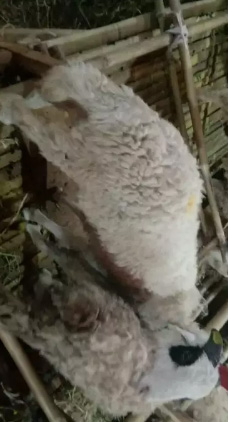 Domba (hewan qurban)