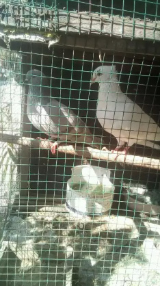 Burung dara sepasang