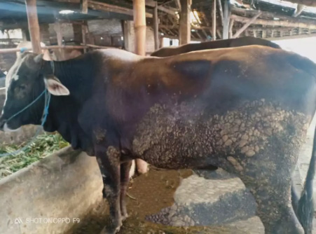 jual-sapi-kurban-free-ongkir-biaya-perawatanhrga-mulai-165jt-30jt