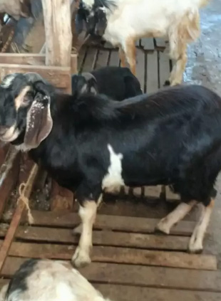Kambing Aqiqah Murah sesuai syariat Palembang