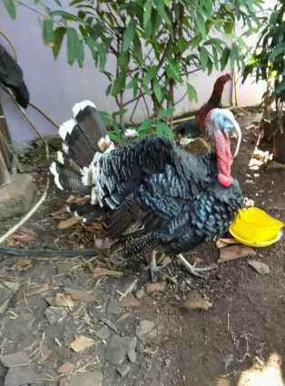 Jual ayam kalkun pejantan. nego
