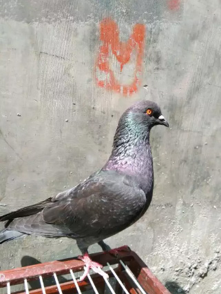 Burung dara merpati kolongan
