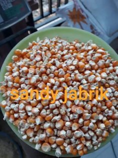 Jagung besar pakan ternak