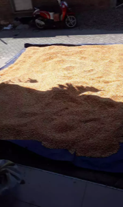 Jagung besar pakan ternak