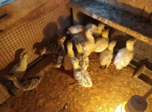 kalkun umur 2mingguan 16 ekor