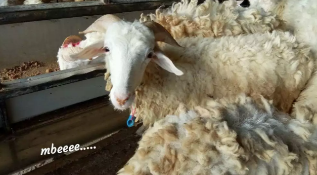 kambing sapi domba akikah qurban dimasak ternak sendiri aqiqah