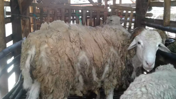 Jual kambing badot super