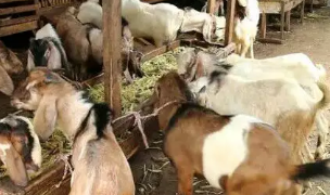 dijual kambing buat qurban dan aqiqah