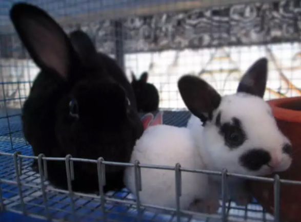 Anakan kelinci jenis Minirex