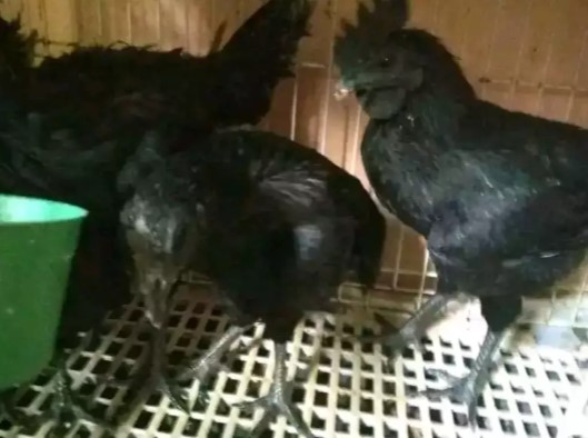 Sepasang Ayam Cemani Remaja Mantap Harga Murmer Kwalitas Istimewa