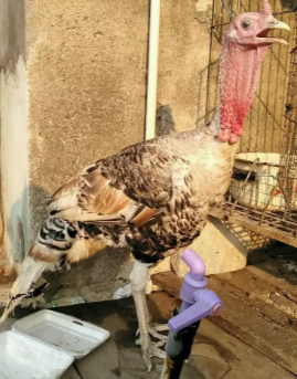 ayam kalkun jantan dewasa