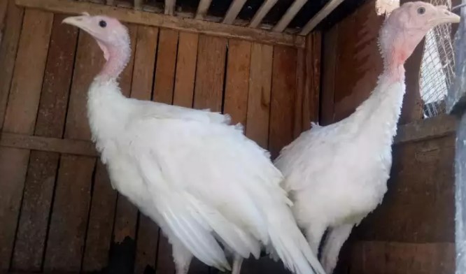 Ayam kalkun sepasang