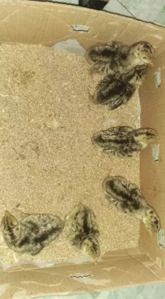 Anakan kalkun bronze n black spanis