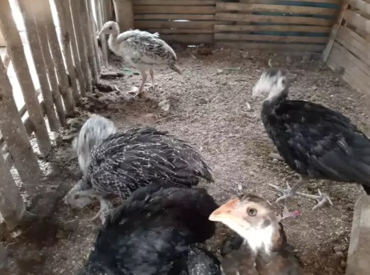 Anakan Kalkun Bronze White Holand Black Spanish