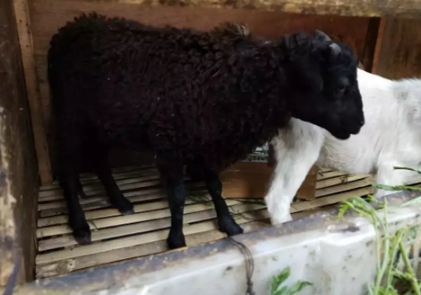 Domba usia 4 bln up … 3 ekor. 2 juta nego