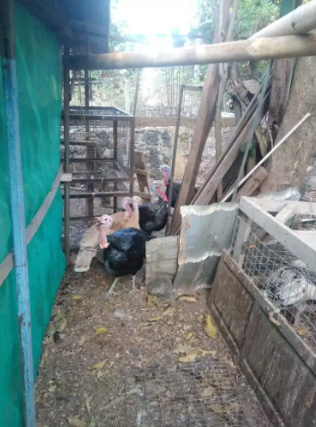 Jual kalkun umur dewasa