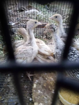 Anakan kalkun coklat umur 1 bln an