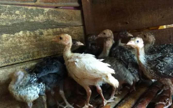 Ayam kalkun kluk plaju palembang