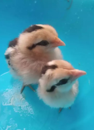 2ekor ankn ayam Brugo