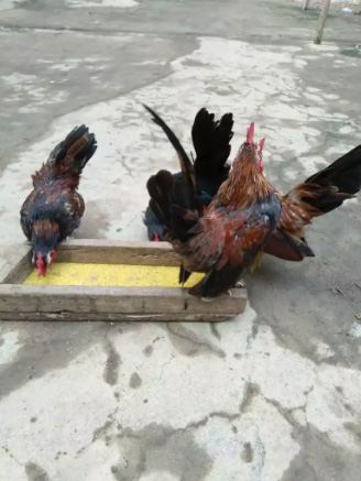 Khusus penggemar ayam Serama