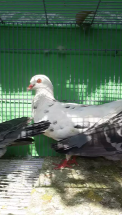 Merpati burung dara betina