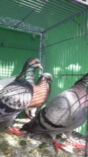 Merpati burung dara betina